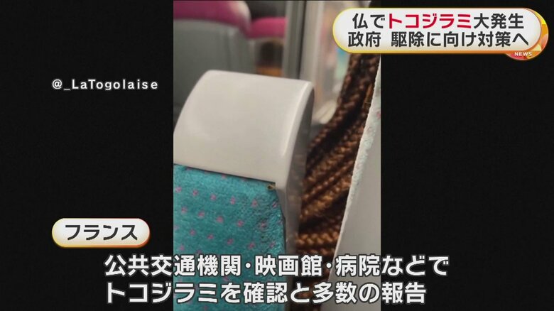 トコジラミを発見したとするSNSの投稿。肉眼でもはっきり見え、トコトコと動いている