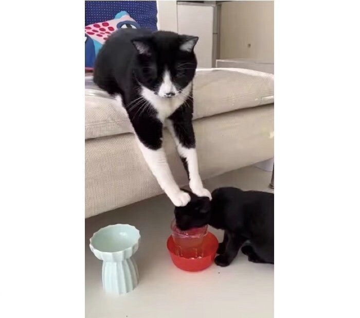 はなおくん「飲め飲め」（提供：shizuさん）