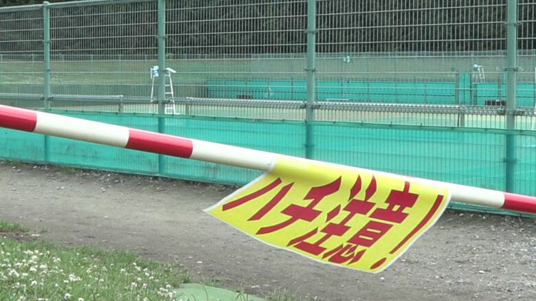 ソフトテニスの大会で17人がキイロスズメバチに刺される被害に