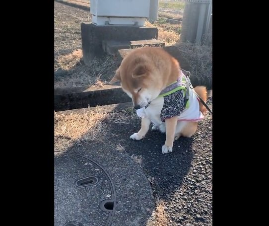 2月2日の銀次くん。この数日前にタヌキと出会ったそう