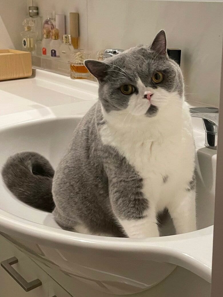 洗面台に座る八海山くん（提供：八海山くんの飼い主さんTwitterアカウント）