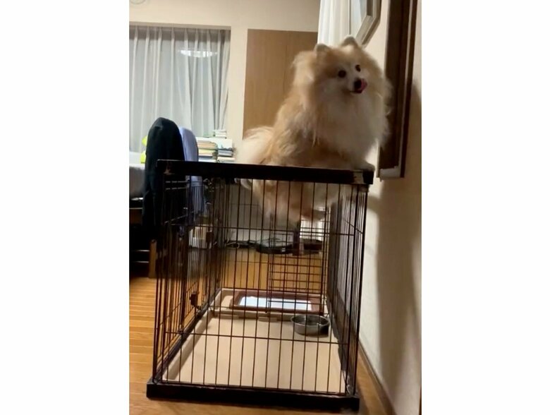 提供：デカポメ《えり太》との日々さん