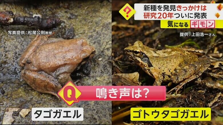タゴガエルとの違いは鳴き声だという