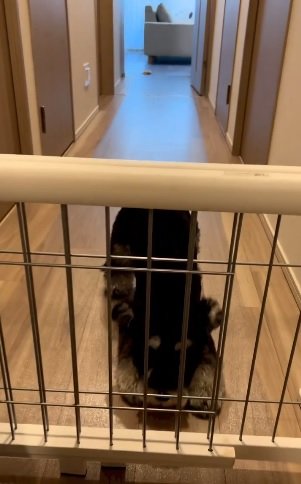 こちらは今年7月の動画。見事なスライディング！