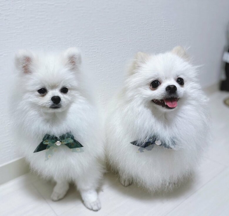 左があんにんくん、右は“兄犬”の「おこめ」くん