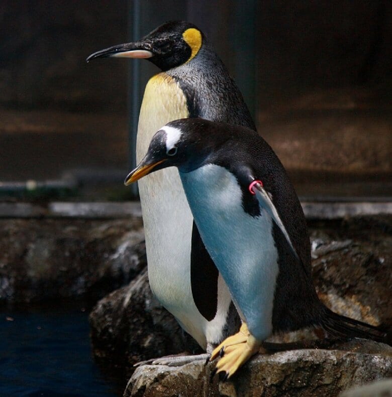 お互いに干渉することは基本的にないという（提供：長崎ペンギン水族館）