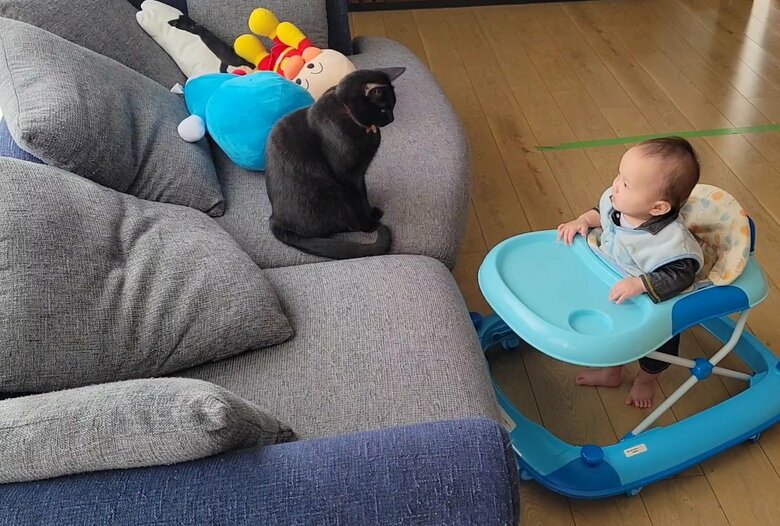 提供：仔猫を拾ったので