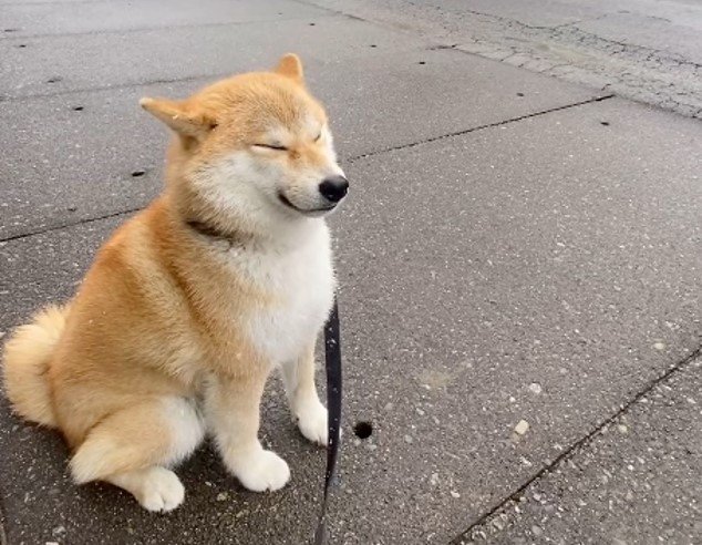 降る雪に目が細くなっている（提供：柴犬こむぎさん）