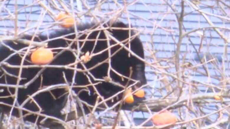 人里に現れたクマ