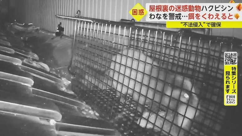 餌をくわえた瞬間にわなが作動し、捕獲成功