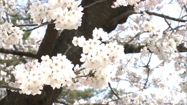 サクラ満開！千秋公園で花見楽しむ  4地点で“ことし最高”の気温に　秋田