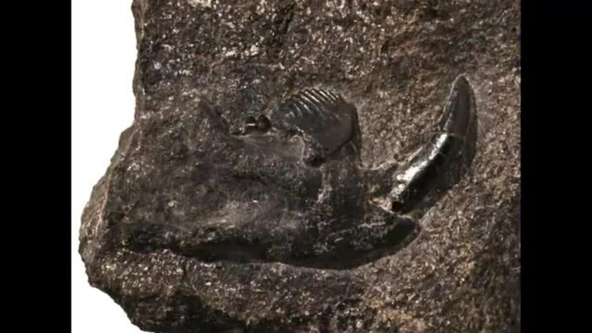 8000万年前の新種哺乳類化石を発見 「コシキバータル・カシマエンシス
