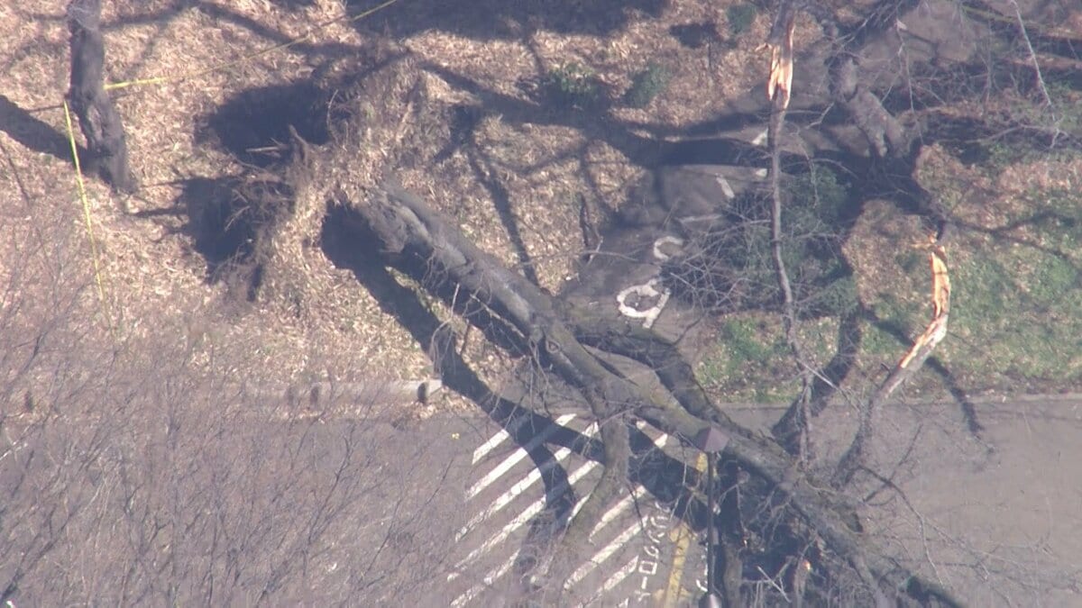 世田谷・砧公園で“高さ10メートル超の桜”倒木 70代女性が下敷きに…病院