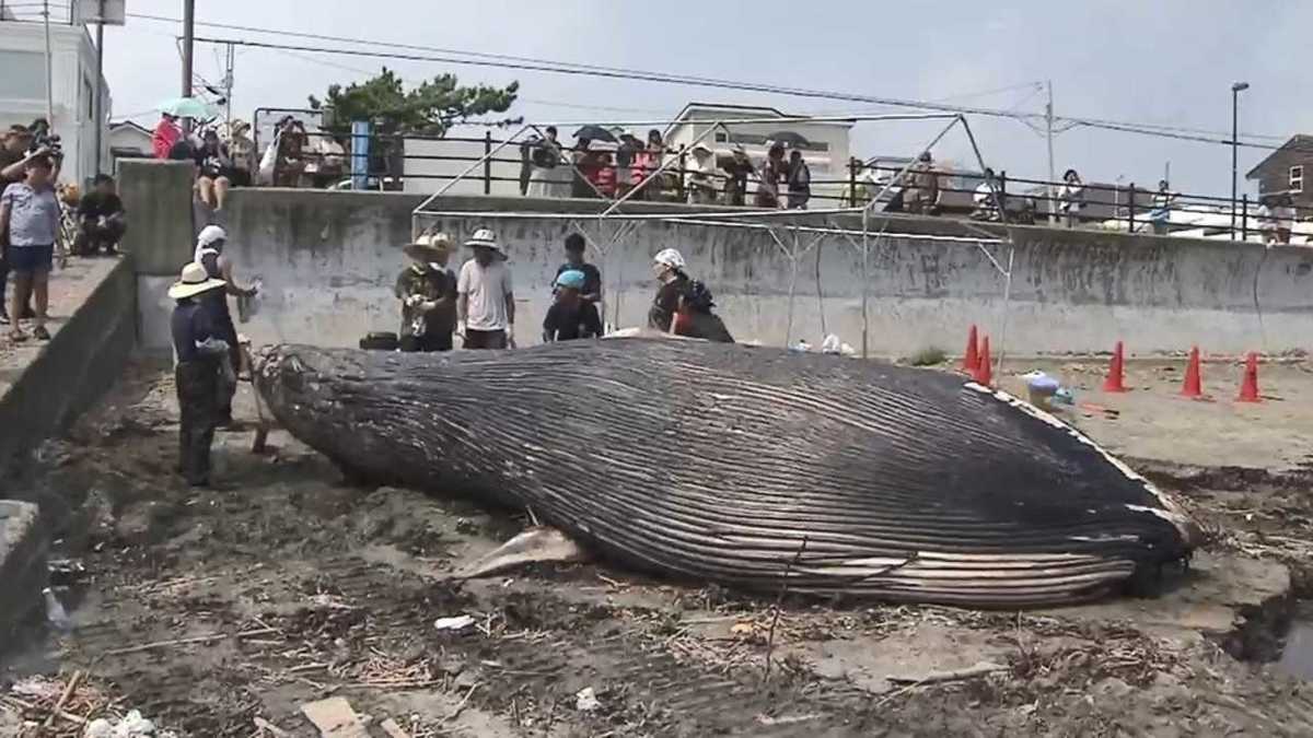 鎌倉に打ち上げられたクジラは 超 珍しい シロナガスクジラ だった