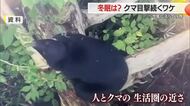 【専門家に聞いた】1月のクマ目撃9件…冬眠の仕方を知らない子グマ・人とクマの生活圏の近さが課題　山形