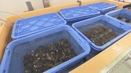 濃厚な味わい…夏にも楽しめる「３倍体カキ」岡山市の漁協が養殖本格化　年間１０万個出荷目指す【岡山】