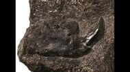 8000万年前の新種哺乳類化石を発見　「コシキバータル・カシマエンシス」と命名　薩摩川内市・甑島