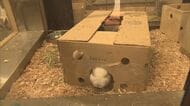 箱からウサギの顔がぴょこり! 出入り口を自ら開通…飼育員も驚く「段ボール遊び」が話題【福岡発】