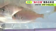 6年後には体長40cm程に…“海の王様”マダイの稚魚を放流 6cm程に育ったものを約5万4千匹 三重県尾鷲市