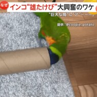 【インコの雄叫び】「アぁ～～」「ア゛～～」巨大な筒にインコが…