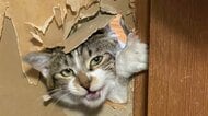「遂に貫通しました」爪とぎでふすまを破った猫の“ドヤ顔”がすごい…先代猫から続く日課?開いた瞬間の様子を飼い主に聞いた