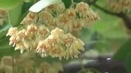 境内に広がる甘くさわやかな香り　菩提樹の花が見頃　明智光秀ゆかりの坂井市・称念寺
