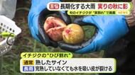 “実りの秋”に影…長引く雨に農家も困惑 旬のイチジクは“実割れ”で廃棄 コメは稲刈りできず品質低下を懸念
