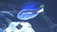 多くの家族連れらでにぎわい　岡山市のデパートで水の生き物と触れ合えるイベント【岡山】
