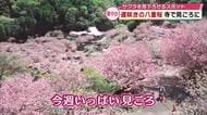 圧巻　遅咲きの“八重桜”約700本一心寺で見ごろ　桜を見下ろせる人気の名所「見ごたえがある」大分