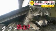 【しらべてみたら】屋根裏にアライグマ！住宅トラブル