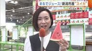 まるでジュース！新潟市産“スイカ”　天候に恵まれとびきり甘く「確かなものお届けできる」