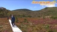 「今が一番の見ごろ」標高1600ｍの浄土平に紅葉のシーズン到来　クマ対策も万全に　福島