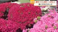  花もグルメも高校生の野点も　長崎・諫早公園はツツジが見頃　好天で諫早つつじ祭りにぎわう