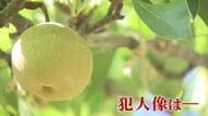 「何もない。きれいにない」 収穫直前のナシ 約6000個が盗まれる   やりきれない生産者の思い   泥棒の犯人像は―【福岡発】