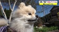 東京から福井の集落に“移住”したポメラニアン　道路の建設工事を眺めて物思い