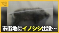 背後から突進…新潟市の市街地に“イノシシ”出没で3人ケガ 車と接触・ガラス割られる被害も