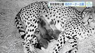 安佐動物公園　初のチーター出産！ 赤ちゃん４頭生まれる！「今回の繁殖は非常に嬉しい」 広島