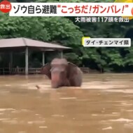 「クェ！クェ！」大雨による洪水からゾウが自ら避難…目の見えな…