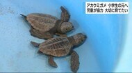 アカウミガメ赤ちゃん 小学生の元へ 「仕事がんばりたい」約1年の飼育担当