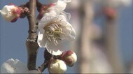 梅林 春の色に染まる 三原市