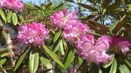 色鮮やかなシャクナゲが境内や周囲を彩る 花の山寺・真庭市の普門寺【岡山・真庭市】