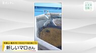 【お天気図鑑】氷が一部分だけ飛び出し…逆さつらら「アイススパイク」
