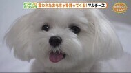 言われたおもちゃを持ってくる!おりこうマルチーズ【どうぶつのカンパネラ】静岡市