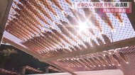 高知市御畳瀬でオキウルメの天日干し最盛期 【高知】