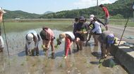 今年度で閉校 児童たちが最後の田植えに挑戦 大分・国東市