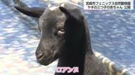 可愛い三つ子の赤ちゃんヤギ　名物の「大行進」にも参加　宮崎市フェニックス自然動物園