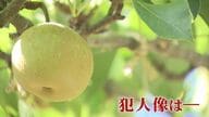 「何もない。きれいにない」 収穫直前のナシ 約6000個が盗まれる   やりきれない生産者の思い   泥棒の犯人像は―【福岡発】