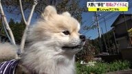 東京から福井の集落に“移住”したポメラニアン　道路の建設工事を眺めて物思い