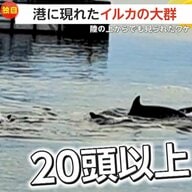 【独自】「本当にびっくり仰天」港に“20頭以上”の大群で泳ぐイルカ出現　撮影者「岸から20メートルくらい」　いけすからこぼれる餌に集まる“魚”が狙いか　鹿児島市