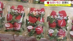「とちおとめ」「にこにこベリー」仙台いちご 店頭に 出荷時期が1カ月ほど早まる〈宮城・亘理町〉